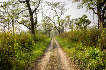 A gravel road stretches into the distance, flanked by tall wild grasses and sparse trees under a clear blue sky, offering a gateway to the natural wonders of Chitwan National Park