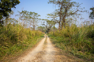 Fototapeta na wymiar A gravel road stretches into the distance, flanked by tall wild grasses and sparse trees under a clear blue sky, offering a gateway to the natural wonders of Chitwan National Park