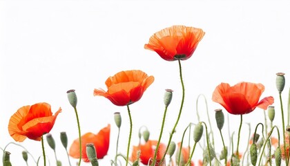 poppy flowers isolated on white background with copy space for your text