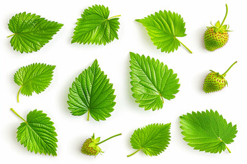 strawberry leaves isolated on white background - Powered by Adobe