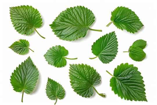 strawberry leaves isolated on white background