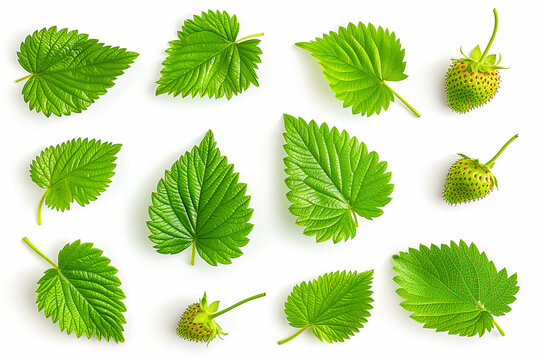 strawberry leaves isolated on white background