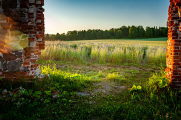 Ruins of an old barn made of boulders and red bricks in the middle of a field of cornflowers....
