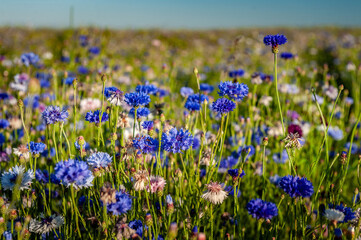 Field of blue flowers cornflowers. Summer blue wildflower.