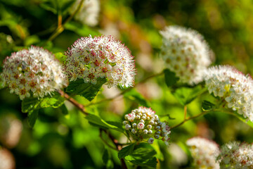 White hawthorn flowers on a green natural background. Sunny background with bokeh.