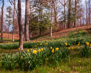 Fototapeta premium Daffodils Growing Among Hardwoods