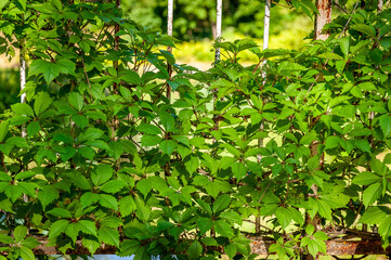 Natural background from leaves. Metal bridge are covered with green leaves of wild ornamental grapes. - obrazy, fototapety, plakaty