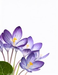 Crocus flowers isolated on white background with copy space for your text