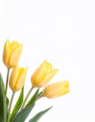 Naklejka premium Yellow tulips isolated on white background with copy space for your text
