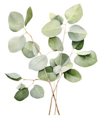 Branch of eucalyptus leaves on white