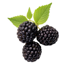 Fruit blackberry on white background