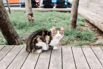 Stray street calico long hair cat sitting on the bench in Istanbul