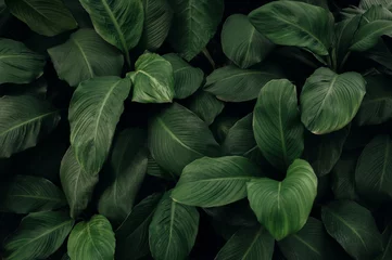 Photo sur Aluminium Forêt des fées abstract green leaf texture, nature background, tropical leaf 