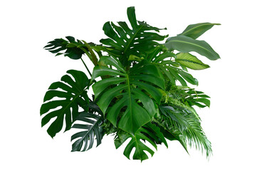 Tropical leaves of Asia isolated on transparent background .( monstera, palm, coconut leaf, fern,...