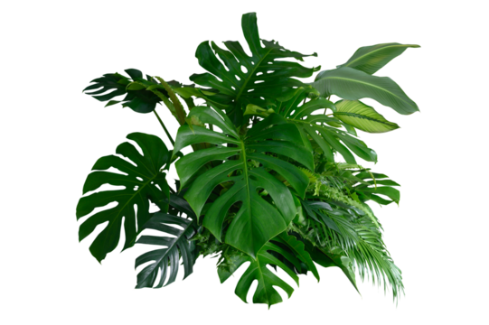 Tropical leaves of Asia isolated on transparent background .( monstera, palm, coconut leaf, fern, palm leaf,bananaleaf) PNG
