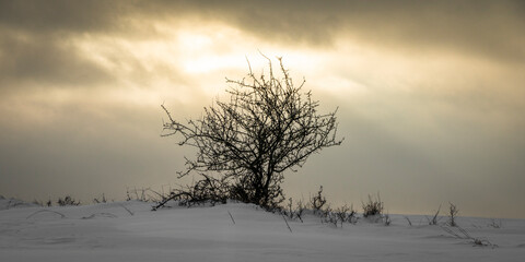 Winterlandschaft mit Baum/ Bäumen 5