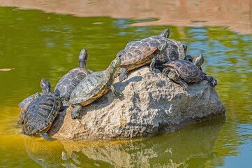 red-eared turtles basking in the sun