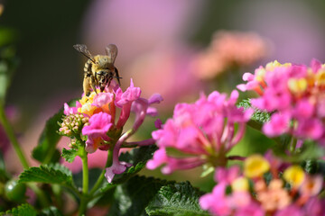 Bee on vibrant flowers to collect pollen