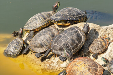 red-eared turtles basking in the sun