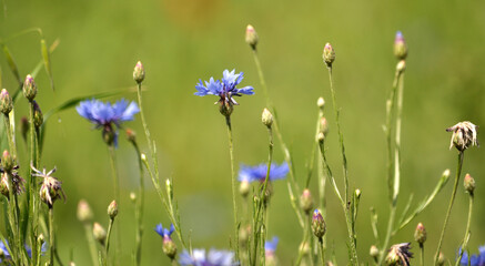 Blue cornflower (Centaurea cyanus) blooms in the field - obrazy, fototapety, plakaty