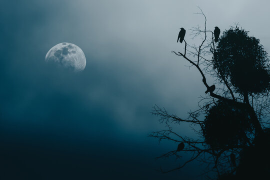 Silhouettes of ravens in a tree with the moon in the background 