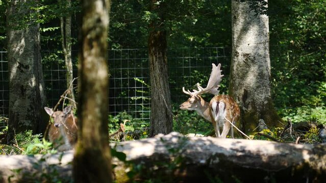 Fallow deer in natural environment. Vision Park in Auberive region, France.