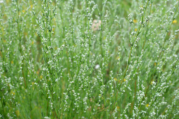 A type of wormwood grows in nature - Artemisia marshalliana