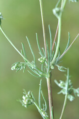 A type of wormwood grows in nature - Artemisia marshalliana