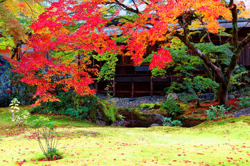 Beautiful autumn scenery of fiery maple trees by a wooden architecture & fallen leaves on the green mossy ground in the Japanese garden of Hokyo-in Temple, a Buddhist Temple in Arashiyama, Kyoto Japan