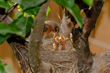 An adult American Robin feeds three hungry chicks