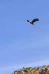 A white-tailed eagle soars with grandeur in the vast blue sky above the Lofoten Islands, while its companion perches on a lichen-dappled rock. Norway (Vertical photo)