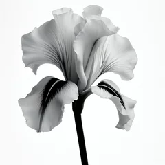 Tuinposter Iris flower isolated on white background © Cybernetic