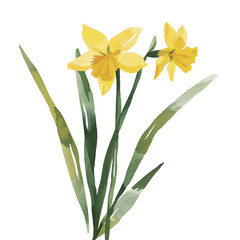 黄色い水仙の水彩イラスト、手書き