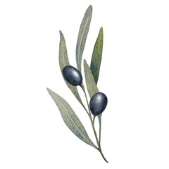 Obraz na płótnie Canvas Watercolor olive tree branch with leaves and Black olives fruit isolated on white background. Hand painted floral illustration for wedding stationary, greetings, wallpapers, print, fabric.