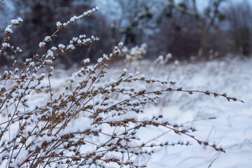 branches of grass under the snow