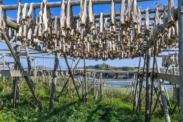 Traditional cod drying racks stand under the blue sky in Lofoten, overlooking serene waters. Norway