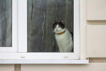 domestic cat looking out the window