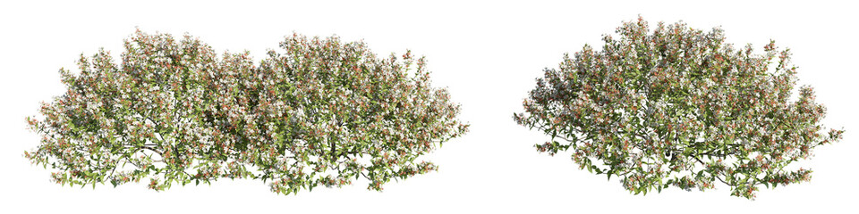 set of colorful flowering shrubs, cutout 3D rendering image with transparent background, good for illustration, digital composition, architecture visualization