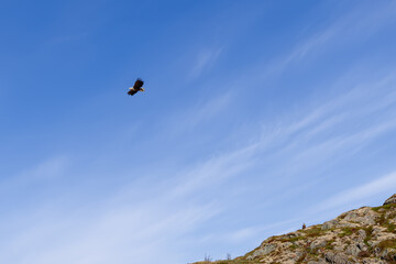 An eagle soars in the expansive blue sky above a rocky hillside, captured at the Lofoten in Norway