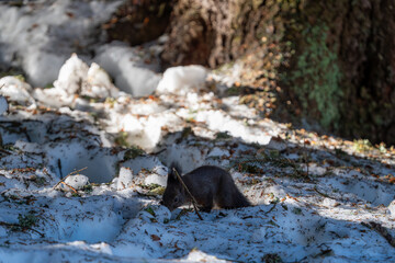Black Squirrel eating a Nut in the snow