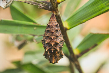 Great eggfly pupa hanging under leaf