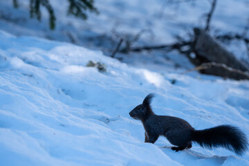 Black Squirrel eating a Nut in the snow