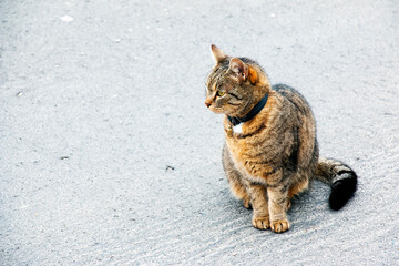 A tabby cat in a collar sits on the street and looks into the distance.