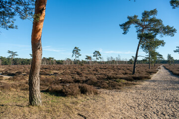 Pine trees growing on Zandverstuiving (sandy patch) Haere Doornspijk close to 't Harde on the Veluwe in The Netherlands.