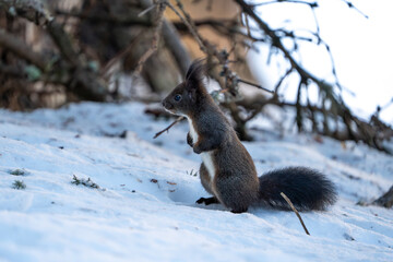 Black Squirrel eating a Nut in the snow