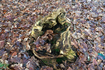 Tree stump in forest in the netherlands.