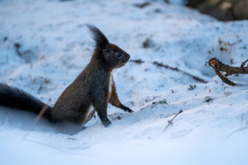 Black Squirrel eating a Nut in the snow