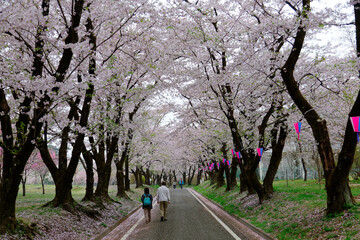 A leisure walk & Hanami (admiring cherry blossoms) under a romantic archway of Sakura trees with fallen petals on the path on a spring morning in Akaginanmen Senbon-zakura Park, Maebashi, Gunma, Japan