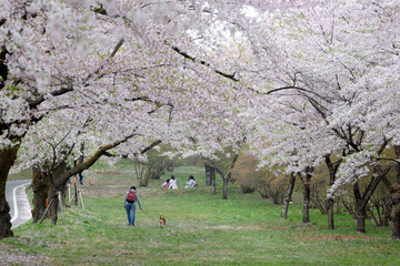 People having a picnic and walking a dog under an archway of Sakura trees in Akaginanmen...