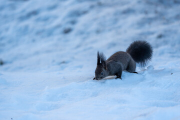Black Squirrel eating a Nut in the snow